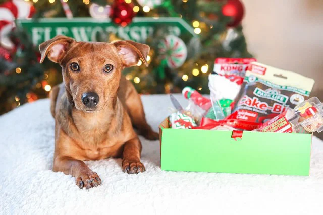 Dog lying beside a Christmas box of KONG toys